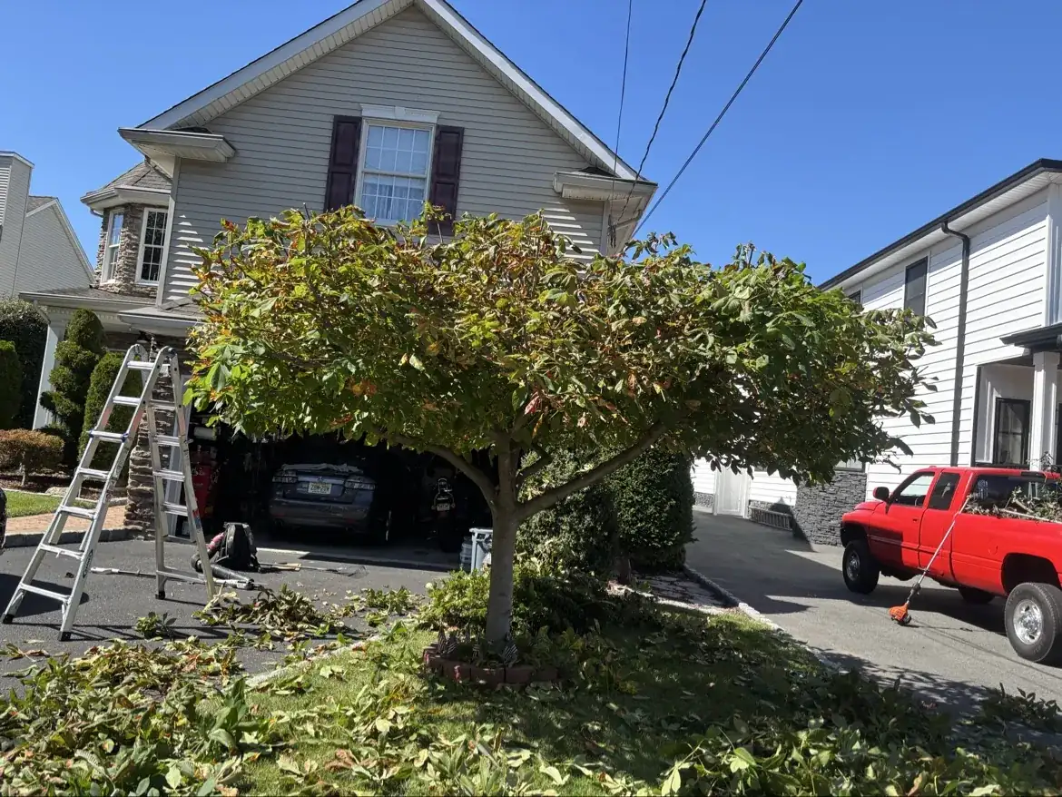 Freshly pruned tree with cut branches gathered for cleanup