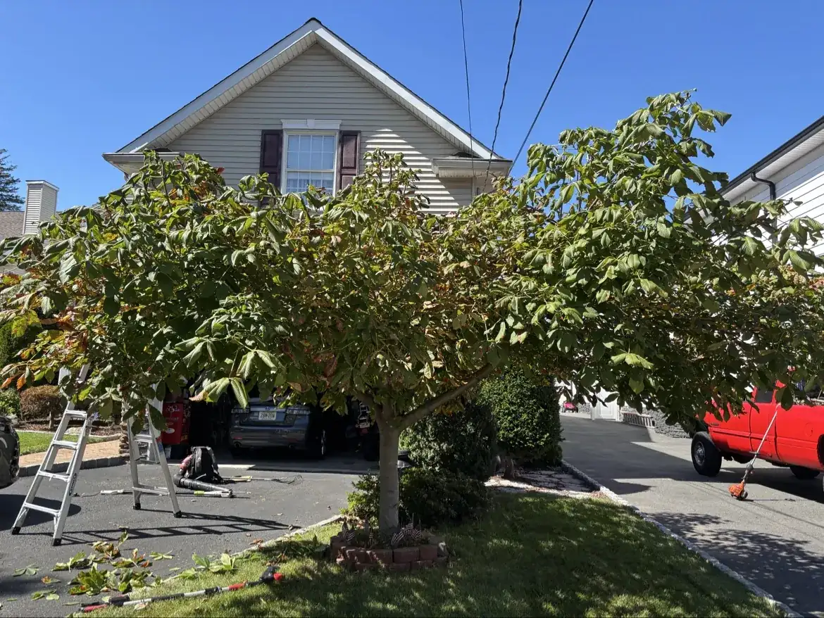 Crew member trimming a front-yard tree with ladder and tools